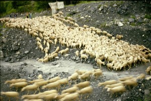 transhumance berger pastoralisme Péone Alpe