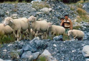 transhumance berger pastoralisme Péone la Baumette