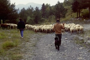 transhumance berger pastoralisme Péone la Baumette