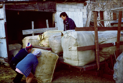 1995, Marcel Bellieud, Lina Bellieud & Marie-Louise Gourdon aux Mians (Péone) chargeant les bouras de laine