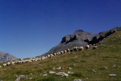 1996, Marcel Belieud et son troupeau vers le Pounchoun, Estrop (Péone)