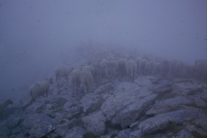 1997, Marcel Bellieud et son troupeau dans le brouillard, sur les Arpès, Estrop (Péone)