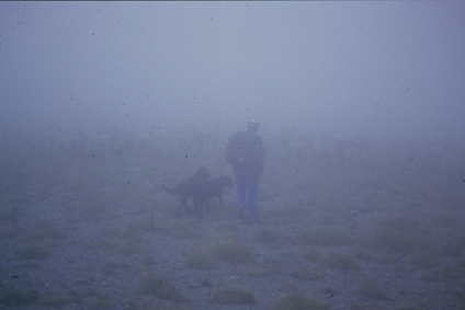 1997, Marcel Bellieud et son troupeau dans le brouillard, sur les Arpès, Estrop (Péone)