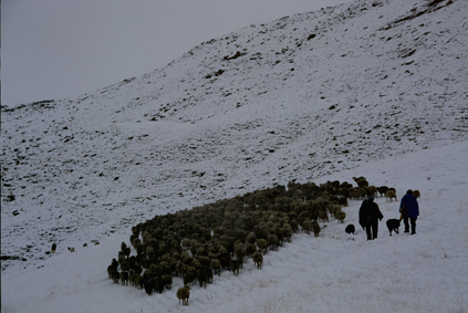 2003, les chiens sont bien utiles pour faire bouger le troupeau figé par la neige