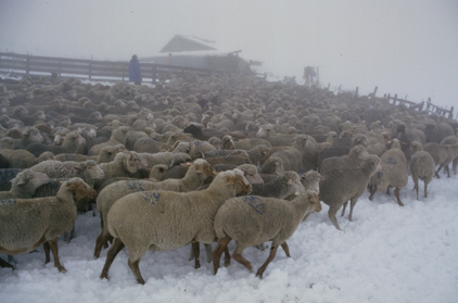 2003, au parc de la cabane du Croui sous la neige et le brouillard