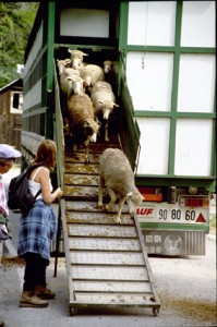2005, arrivée de Franca André à Péone. Les brebis descendent de la bétaillère