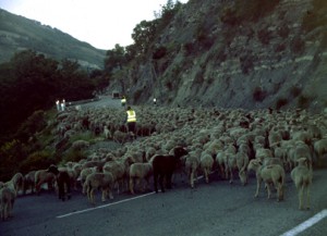 2006, départ du troupeau d'André Franca sur la route de Caussols à Thorenc