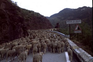 2006, le troupeau à l'entrée des gorges de Daluis