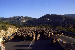 2006, le troupeau d'André Franca sur la route de Thorenc, le soir
