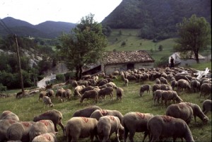 2006, le troupeau à la halte de la Serre