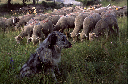 2006, à la Serre, la chienne Zoé surveille les brebis