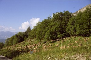 2008, le troupeau est parqué à Estenc avant de rejoindre le quartier de juillet