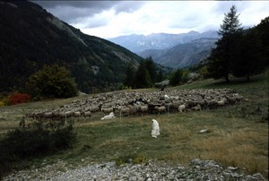 2008, le troupeau dans le parc d'Estenc