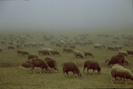 2008, dans le brouillard sur la plateau de Caussols