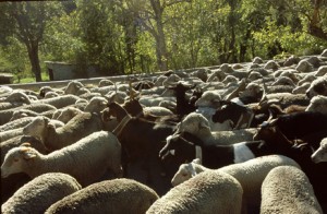 2009, le troupeau sur la route de Villeneuve d'Entraunes