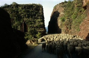 2009, le troupeau à la sortie des gorges de Daluis