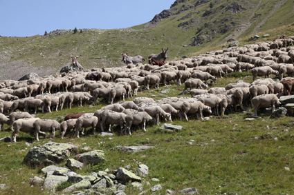 2011, le troupeau et les ânes sur la montagne de Claï