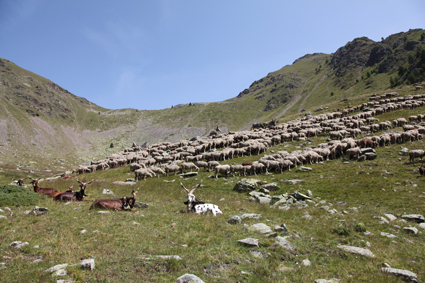 2011, le troupeau sur la montagne de Claï