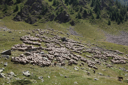 2011, sur la montagne  de Claî, le troupeau de Jean-Paul et Jean-Marie Loquès