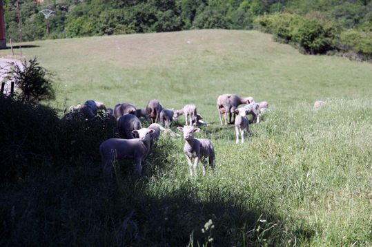 berger élevage agneaux