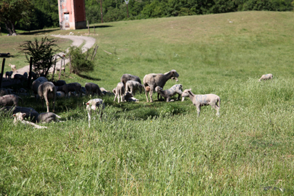 berger agneaux élevage