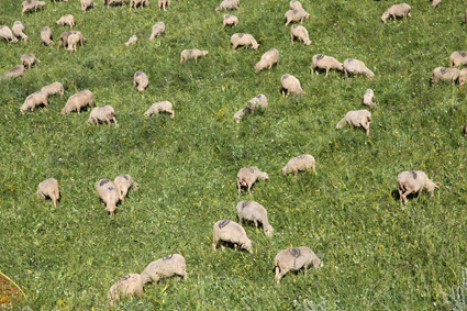 2011, les brebis et agneaux de Prosper Bressi