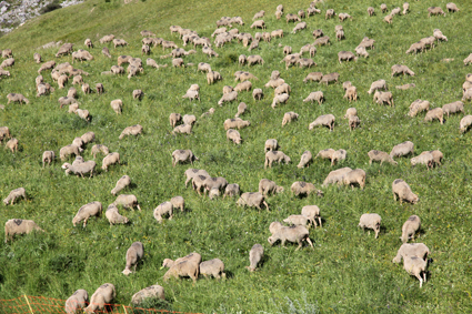 2011, les brebis et les agneaux de Prosper Bressi au Castellar