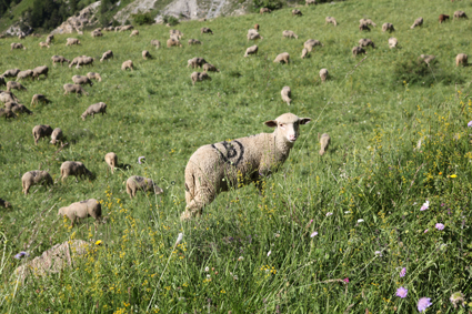 2011, le troupeau dans les pâturages du Castellar
