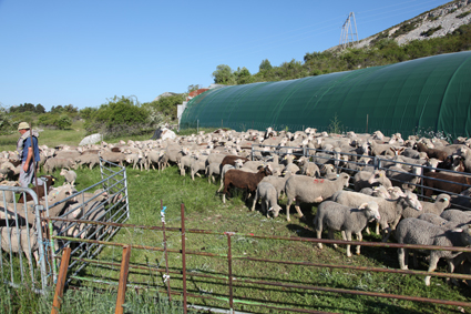 2011, marquage à Caussols, le troupeau dans le parc