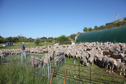 2011, marquage à Caussols, le troupeau dans le parc