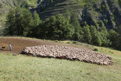 2011, Francis Loquès à l'Entenor. Départ du troupeau pour l'Alpe