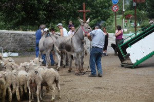 2011, arrivée au Bourguet. Les ânes sont déchargés