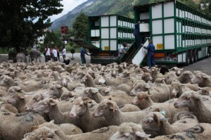 2011, arrivée au Bourguet. Les bétaillères continuent à décharger leurs flots de laine