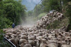 2011, sur la route de Roya, les brebis sentent l'herbe fraîche qui les attend