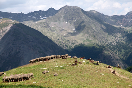 2013, brebis et chèvres du Rôves à l'Alpe