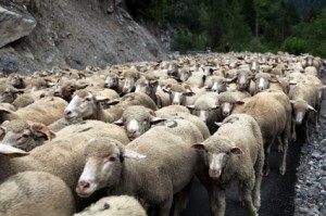 2013, le troupeau sur la route de Roya