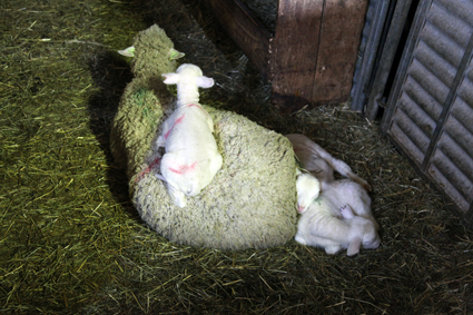 2014, les agneaux chez Jean-Pierre Thimoléon à la bergerie de la Barrière (Montauroux)