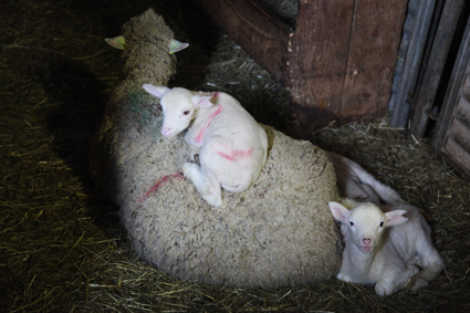 2014, les agneaux chez Jean-Pierre Thimoléon à la bergerie de la Barrière (Montauroux)
