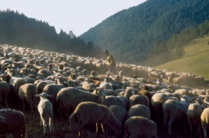berger pastoralisme élevage transhumance