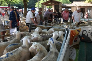 Foire aux agnelles et aux béliers de Thoard (04), 2013