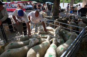 Foire aux agnelles et aux béliers de Thoard (04), 2013