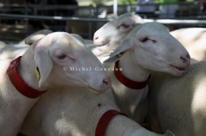 Foire aux agnelles et aux béliers de Thoard (04), 2014