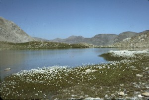le lac des Linaigrettes (2494m), 1984