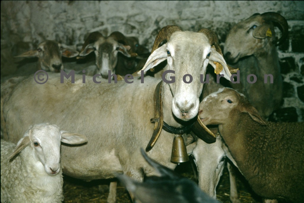 brebis brigasque avec son agneau (2007)